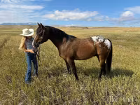 குதிரை, Horses of Sable Island — புகைப்படம் 5