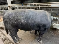 Toro, Aberdeen-Angus — foto 2
