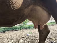 Vache, Race Alatauskaya — photo 1
