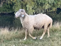 ஆண் ஆடு, Karakul sheep — புகைப்படம் 4