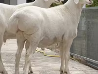 雄羊, Rhon sheep — 写真 3