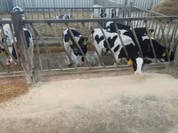 Bull, Holstein breed — photo 3