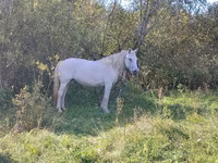 Mare, American shetland pony — photo 2