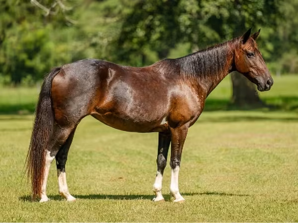 Stute, American paint horse