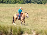 Hengst, Gypsy horse — Foto 8