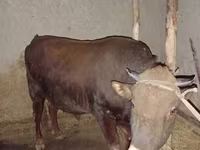 Touro, Vaca da estepe vermelha — foto 4