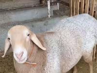 كبش, الأغنام — الصورة 1