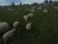 Widder, Merino sheep — Foto 1