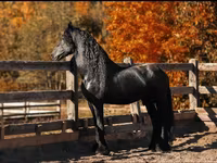 घोड़ा, Friesian — फ़ोटो 4