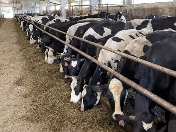 गाय, Yaroslavl cattle