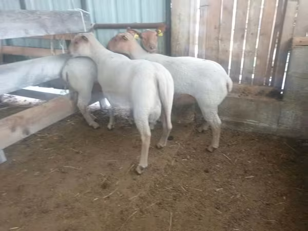 Brebis, Baerchuke sheep