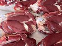 كبش, الأغنام — الصورة 3