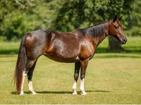 Kısrak, American paint horse — foto 8