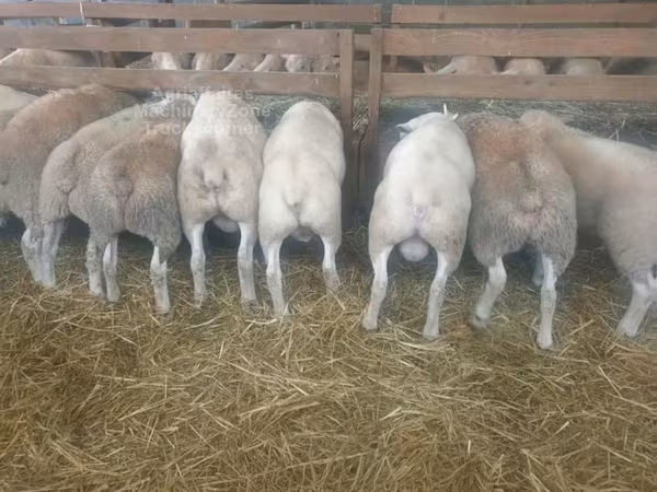 Brebis, Baerchuke sheep
