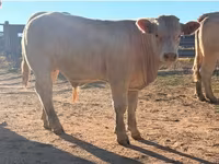 Boğa, Charolais cattle — foto 5