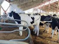 பசு, ஐர்ஷயர் — புகைப்படம் 6