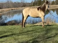 குதிரை, Rocky Mountain Horse — புகைப்படம் 2