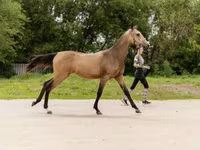 Mare, Akhal-Teke — photo 5
