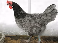 லோமான் பிரௌன் — புகைப்படம் 2