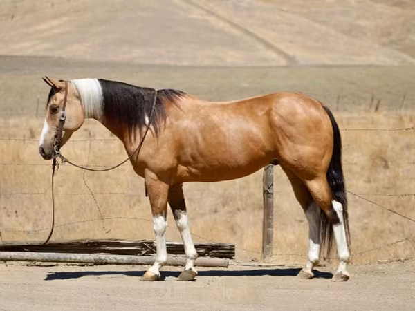 Stute, Quarter Horse