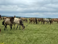 Stute, Horse breed — Foto 2