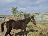 Égua, Kazakh horse — foto 1
