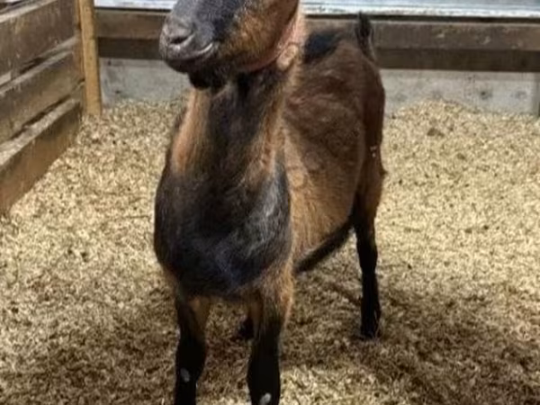 Oğlak, Alpine goat