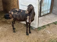 Keçi, Kamori goats — foto 4