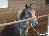雄馬, Horse breed — 写真 2