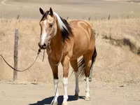 Stute, Quarter Horse — Foto 4