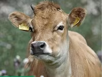 Vaca, Aberdeen-Angus — foto 5