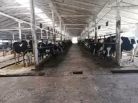 Kuh, Swiss cattle — Foto 1