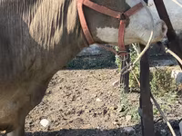Vache, Race Alatauskaya — photo 7