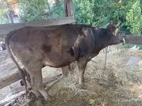 Krowa, Rasa alatauska — zdjęcie 3