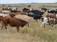 Toro, Simmental cattle — foto 3