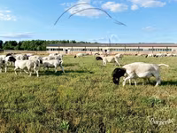Bélier, Dorper sheep — photo 2