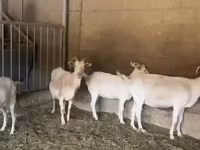 Cabra, Pomellata goat — foto 5