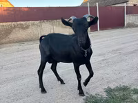 Kozioł, Murcia-Granada goats — zdjęcie 1