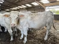 بقرة, Charolais cattle — الصورة 2