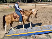 Stute, Quarter Horse — Foto 6