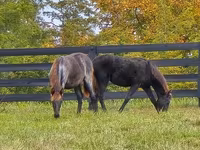 பெண் குதிரை, Rocky Mountain Horse — புகைப்படம் 6