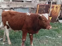 பசு, Latvian Blue cattle — புகைப்படம் 1