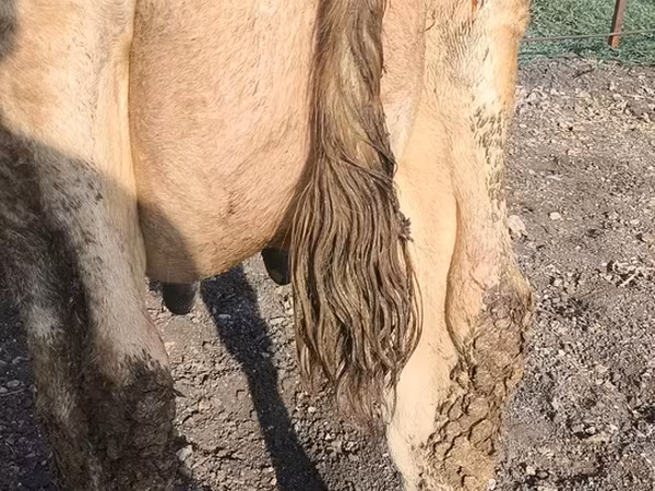 Vache, Swiss cattle