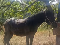 Koń, French Trotter — zdjęcie 3