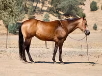 Horse (M), Quarter Horse — photo 7