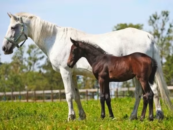 घोड़ी, Orlov Trotter