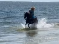 Kısrak, Quarter Horse — foto 6