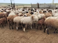Baran, Romanov sheep — zdjęcie 7