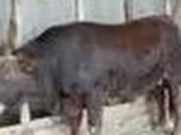 Touro, Vaca da estepe vermelha — foto 7