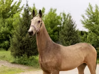 Mare, Akhal-Teke — photo 1